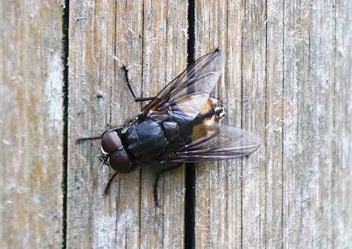 Réf. 226 801 : Musca autumnalis